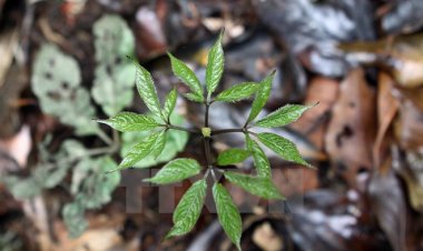 Tài liệu nhận dạng các loài thuộc chi Panax L. ở Việt Nam