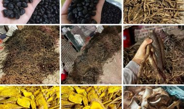 Việt Nam có thuốc phát minh từ nguồn dược liệu đặc hữu trong những năm tới