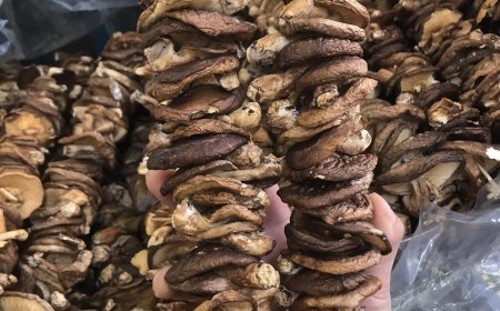 Món ăn rượu thuốc từ Nấm Hương tốt cho người mỡ máu cao, huyết áp cao