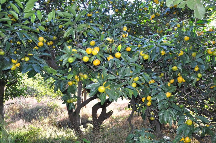 QUÝT (Citrus reticulata Blanco)