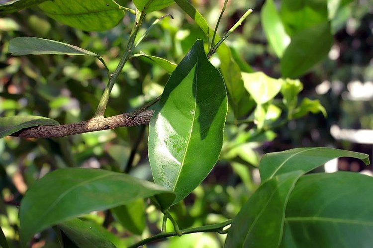 QUÝT (Citrus reticulata Blanco)