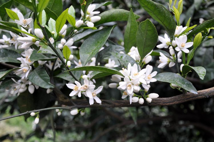 QUÝT (Citrus reticulata Blanco)