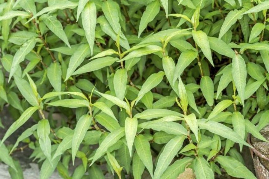 Cây thuốc nam thường dùng cây Rau Răm và những tác dụng - Cây Thuốc Vị ...