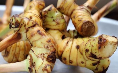 Vị thuốc Cao lương khương và 10 bài thuốc nam trị bệnh từ củ riềng