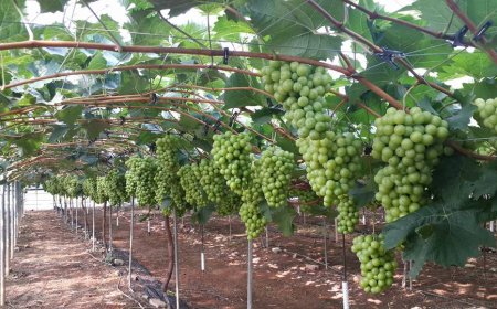 Loại quả có công dụng chống ung thư, làm đẹp da