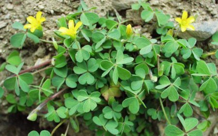 Bài thuốc từ cây chua me đất chữa bệnh thường gặp