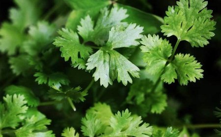 Rau mùi thảo dược tốt cho tuyến giáp được khuyến khích sử dụng