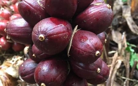 Tìm hiểu về Thảo quả, Vị Thuốc và Bài Thuốc