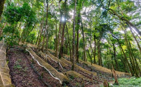 Hướng dẫn triển khai nội dung Đầu tư, hỗ trợ phát triển vùng trồng dược liệu quý