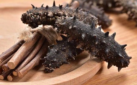 Tìm hiểu vị thuốc hải sâm và những bài thuốc bổ dưỡng, chữa bệnh