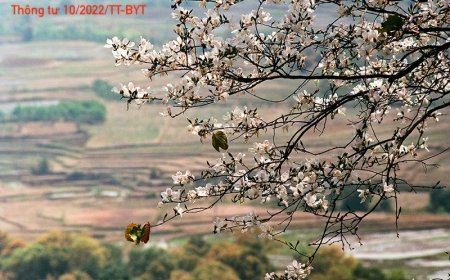 Dự án Dược liệu quý những điều kiện cần và đủ để địa phương, doanh nghiệp, cá nhân thực hiện dự án vùng trồng dược liệu quý, trung tâm nhân giống