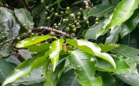 Uống nước lá vối đúng chuẩn để tốt cho sức khỏe