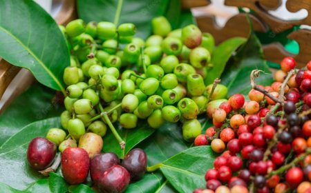 Những người không nên uống nước nụ vối, lá vối tươi, lá vối khô