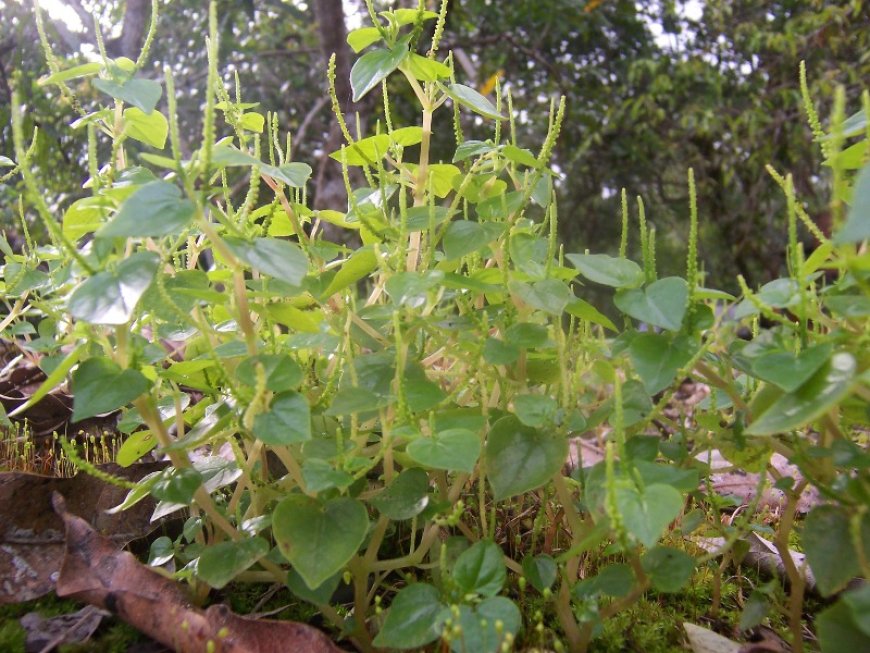 Loại rau từng bị coi là cỏ dại ở Việt Nam, nhưng trên thế giới là vị thuốc quý