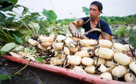 Công dụng của củ sen mà bạn nên biết để bổ sung vào thực đơn ngay