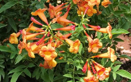 Hoa đăng tiêu (Campsis Grandiflora)