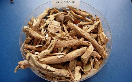 Cây Ngũ gia bì có tác dụng gì?