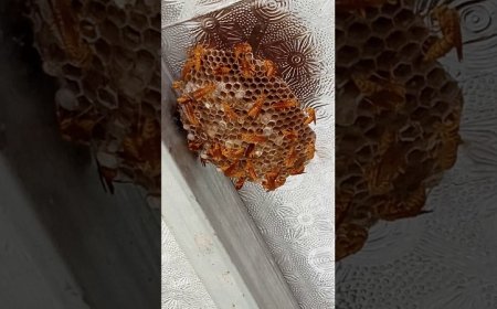 Ong làm tổ trong nhà là điều tốt hay xấu?