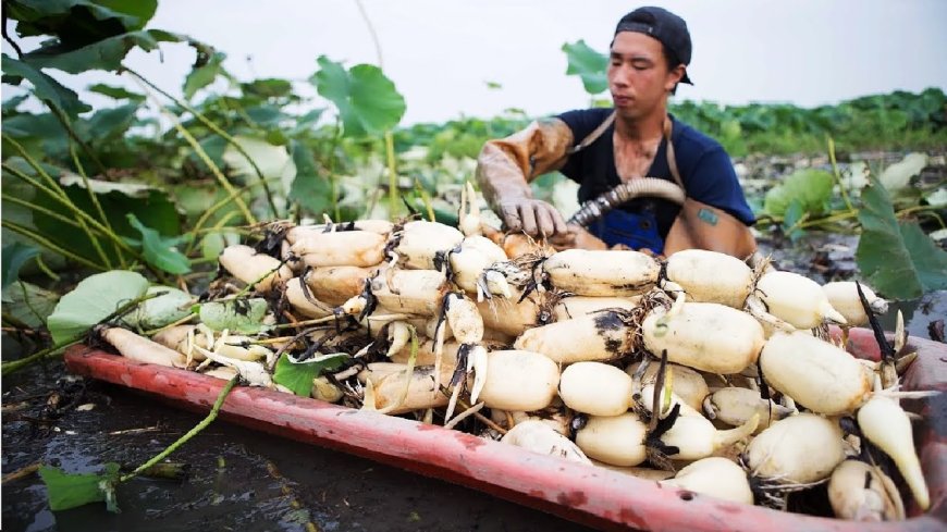 Công dụng của củ sen mà bạn nên biết để bổ sung vào thực đơn ngay