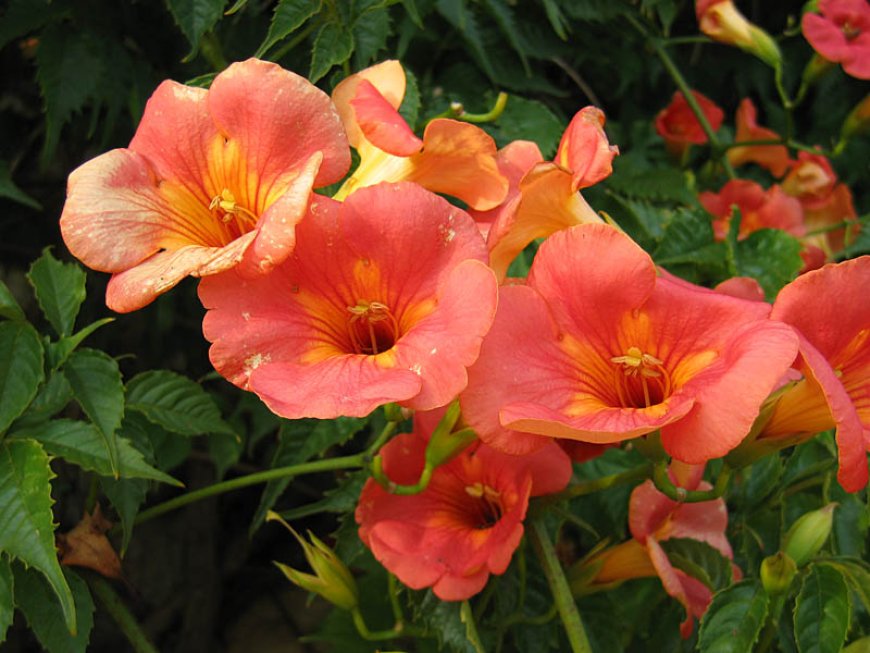 Hoa đăng tiêu (Campsis Grandiflora)