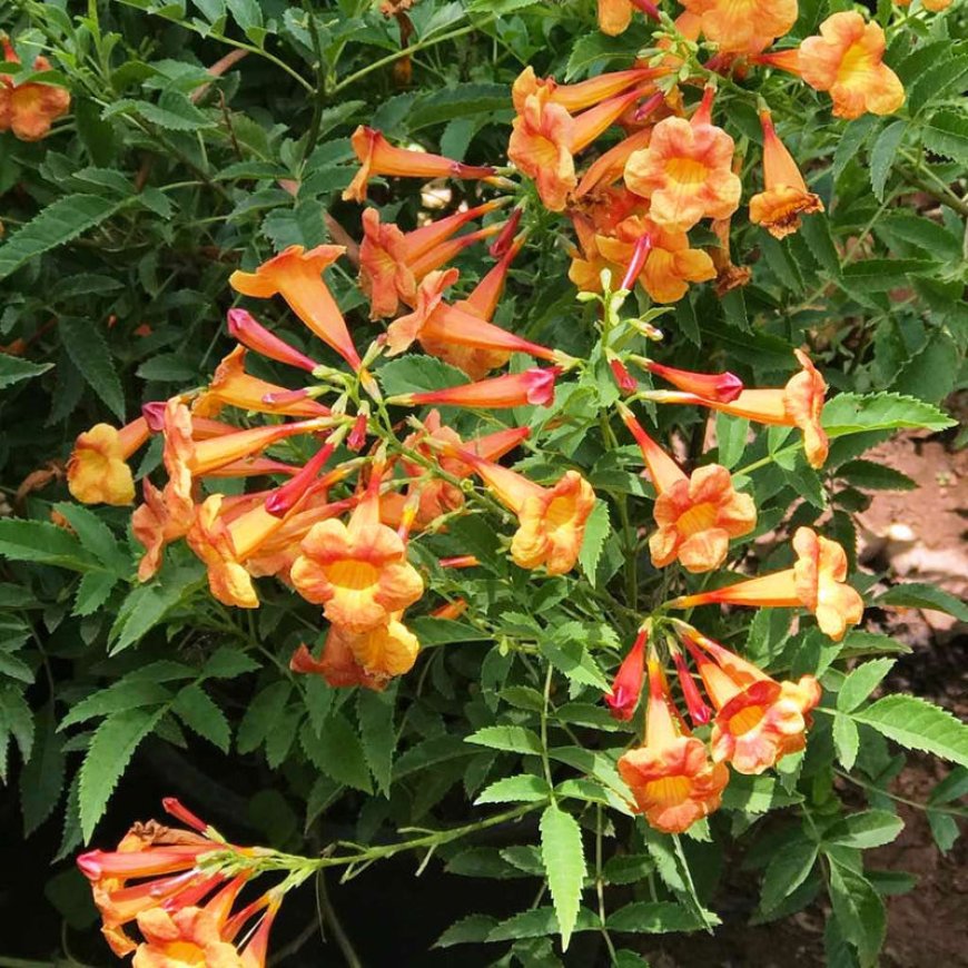 Hoa đăng tiêu (Campsis Grandiflora)