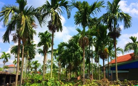 Công dụng và tác dụng chữa bệnh của các bộ phận trên cây cau