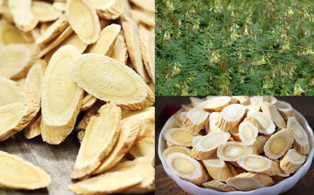 Bài thuốc hỗ trợ trị gan nhiễm mỡ từ vị thuốc hoàng kỳ