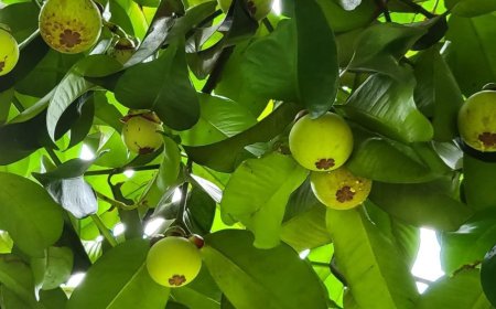 Cây Măng Cụt (Garcinia mangostana, Mangostana garcinia Gaertner)