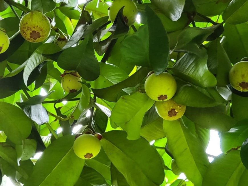 Cây Măng Cụt (Garcinia mangostana, Mangostana garcinia Gaertner)