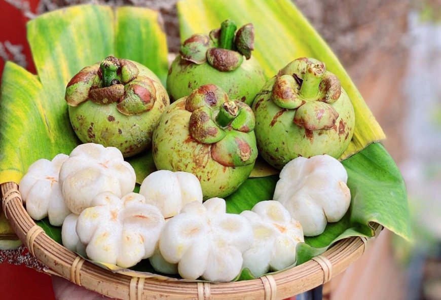 Cây Măng Cụt (Garcinia mangostana, Mangostana garcinia Gaertner)