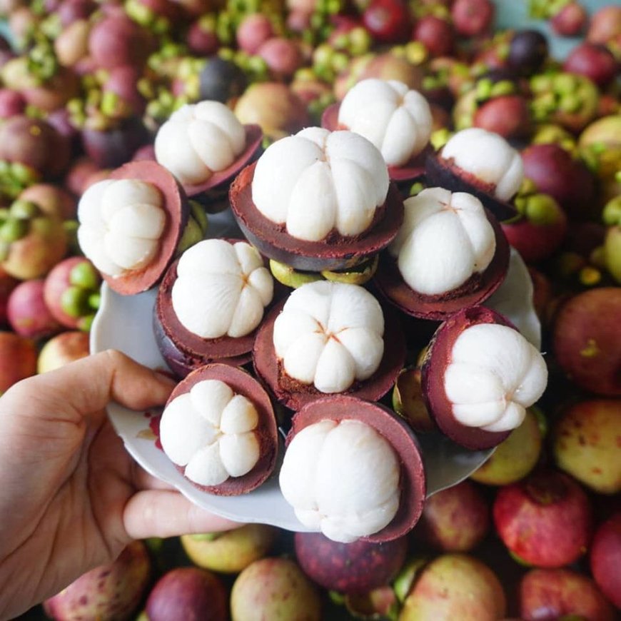 Cây Măng Cụt (Garcinia mangostana, Mangostana garcinia Gaertner)