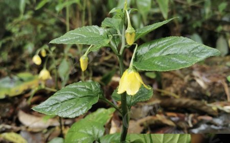 Cây Cỏ thơm (Lysimachia foenum- graecum Hance)