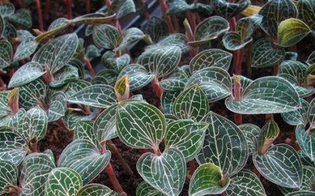 NHÂN GIỐNG LAN KIM TUYẾN (ANOECTOCHILUS SETACEUS BLUME) BẰNG KỸ THUẬT NUÔI CẤY IN VITRO