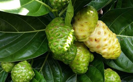 Cây nhàu, Noni, Nhàu núi, Cây ngao, Nhàu rừng (Cây thuốc Vị thuốc quý chữa nhiều loại bệnh)