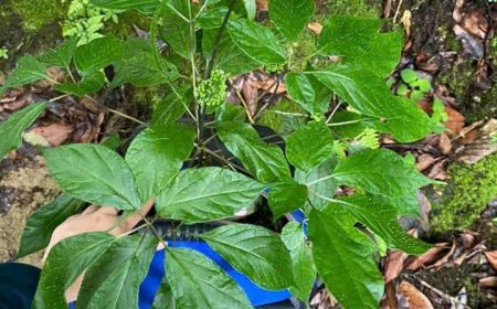 23 cây dược liệu thuộc danh mục loài, chủng loại dược liệu quý, hiếm và đặc hữu phải kiểm soát đã được Bộ Y tế ban hành