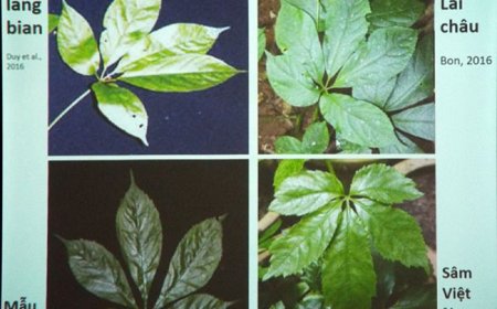 Sâm Lang Biang thuộc đối tượng bảo tồn, gây trồng, phát triển quy mô thử nghiệm