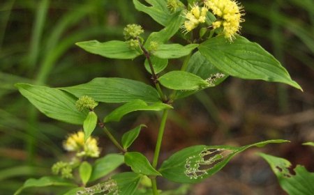 Cây Dạ Cẩm (Hedyotis Capitellata) Cây dược liệu quý chữa dạ dày thần kỳ của người Lạng Sơn