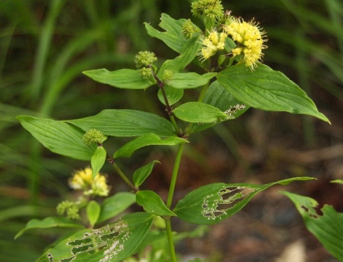 Cây Dạ Cẩm (Hedyotis Capitellata) Cây dược liệu quý chữa dạ dày thần kỳ của người Lạng Sơn