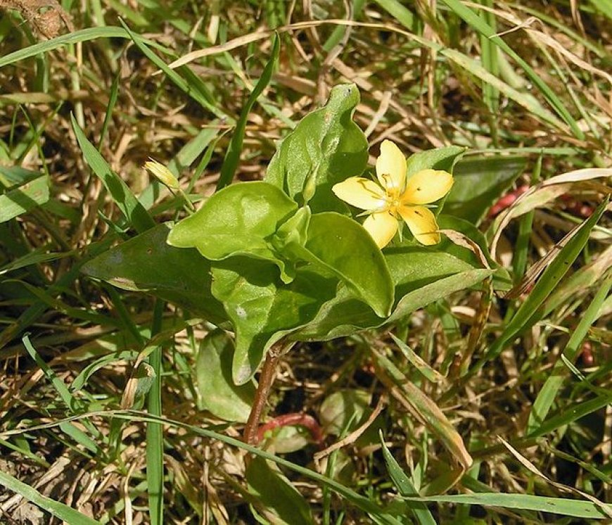 Cây Cỏ thơm (Lysimachia foenum- graecum Hance)