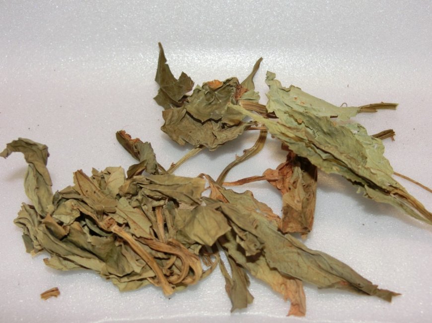 Cây Cỏ thơm (Lysimachia foenum- graecum Hance)