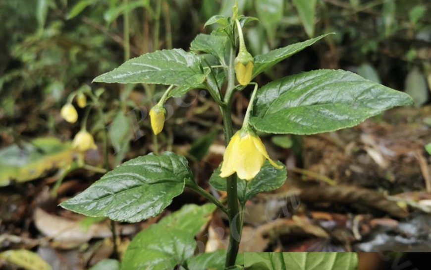 Cây Cỏ thơm (Lysimachia foenum- graecum Hance)