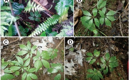 Kết quả điều tra, đánh giá hiện trạng các loài cây thuốc thuộc chi sâm (Panax L.) ở Tuyên Quang và Hà Giang