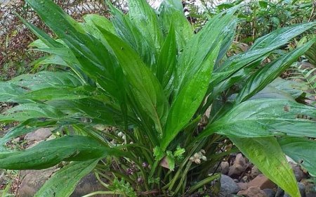 Cây dược liệu cây Hồi đầu, Cỏ vùi đầu, Vùi sầu có Tên khoa học là Tacca plantaginea (Hance) Drenth