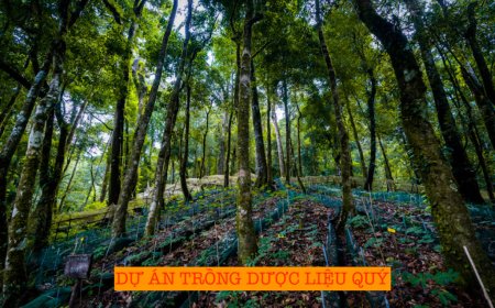 Hộ gia đình không còn là đối tượng tham gia dự án dược liệu quý