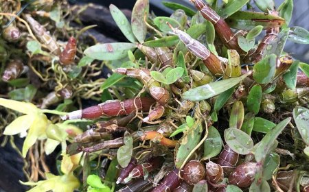 Giá trị dược liệu của cây lan thạch hộc tía (Dendrobium officinale)