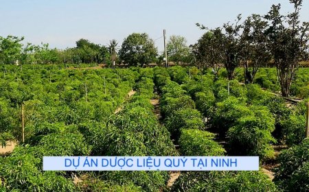 Quy định mẫu hồ sơ và quy trình, thủ tục lựa chọn Dự án dược liệu quý thuộc Chương trình mục tiêu Quốc trên địa bàn tỉnh Ninh Thuận giai đoạn 2021 - 2030