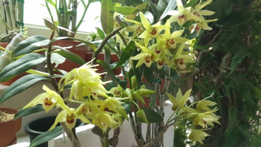 Giá trị dược liệu của cây lan thạch hộc tía (Dendrobium officinale)