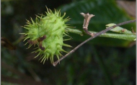 Công bố nghiên cứu mới loài cây mọc hoang ở Việt Nam, Trung Quốc có tác dụng chống béo phì, gan nhiễm mỡ.