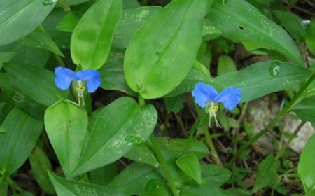 Loại rau trước chỉ là rau dại cho lợn ăn giờ 'lên đời' thành đặc sản, đóng túi bán với giá 70.000/kg