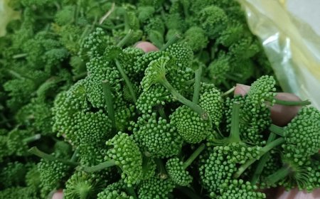 Những kiêng kỵ khi dùng bột, nụ hoa tam thất mọi người cần biết